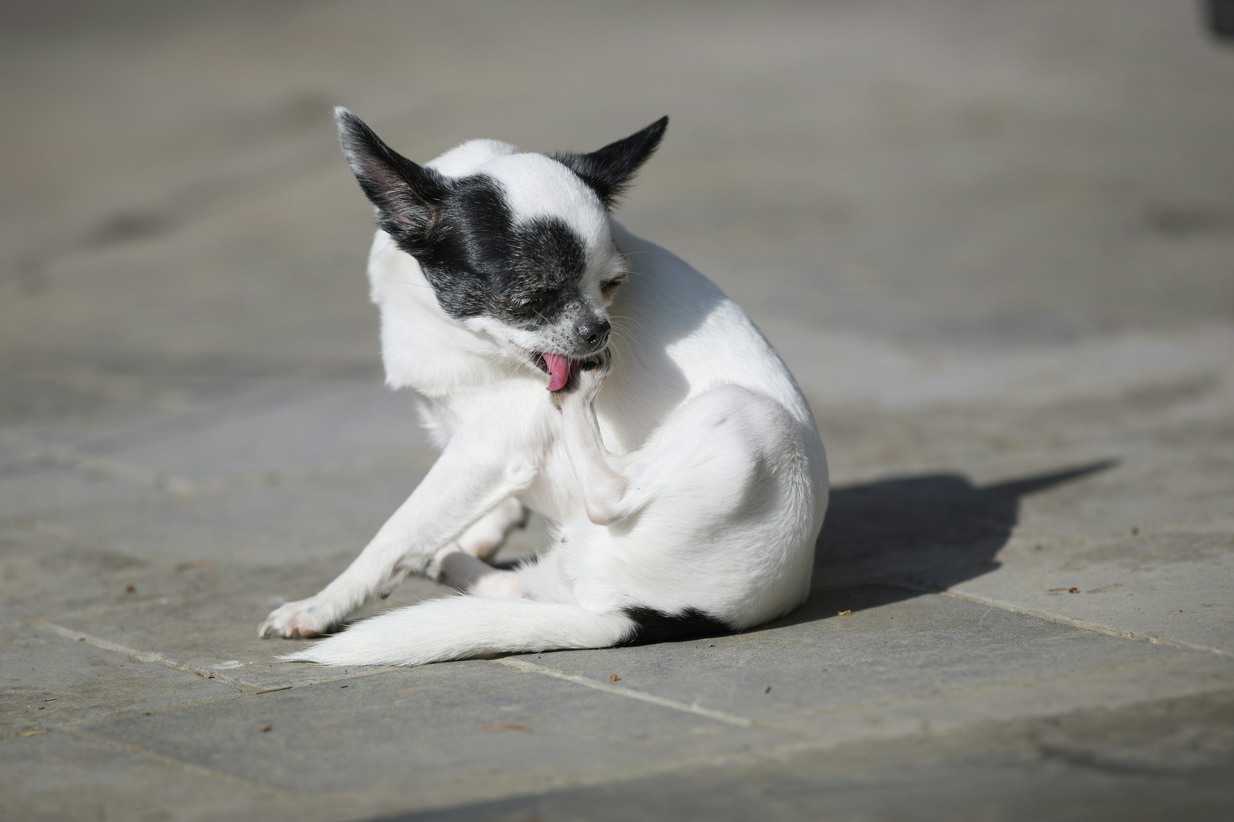 Common Pet Skin Issues &amp; What to Look Out For