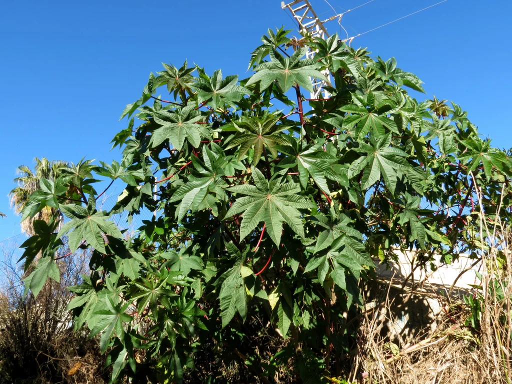 My Favorite Self-Care Technique: Castor Oil Packs