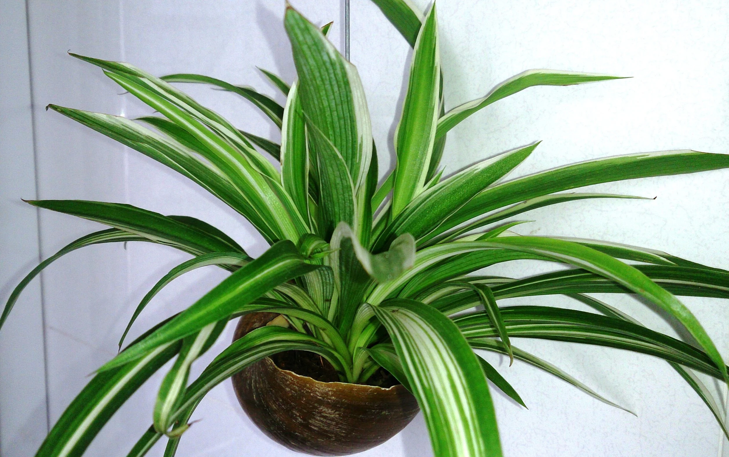 Hormones, Fertility, and…..Plants!