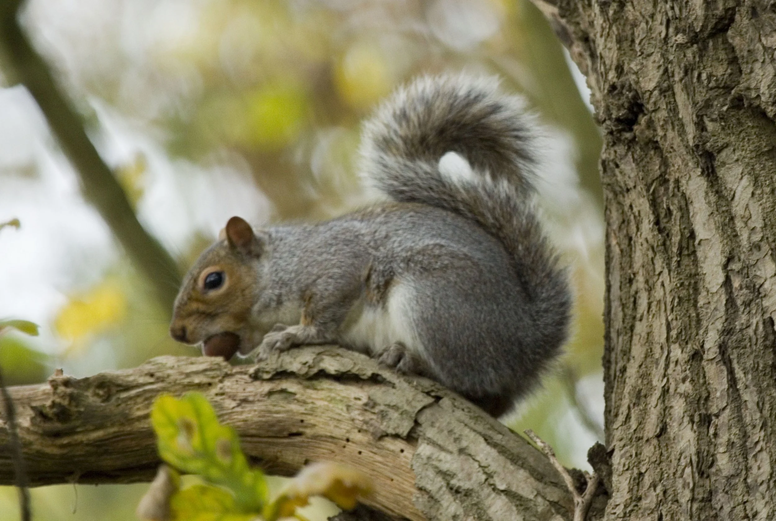 squirrel 2 (002).jpg