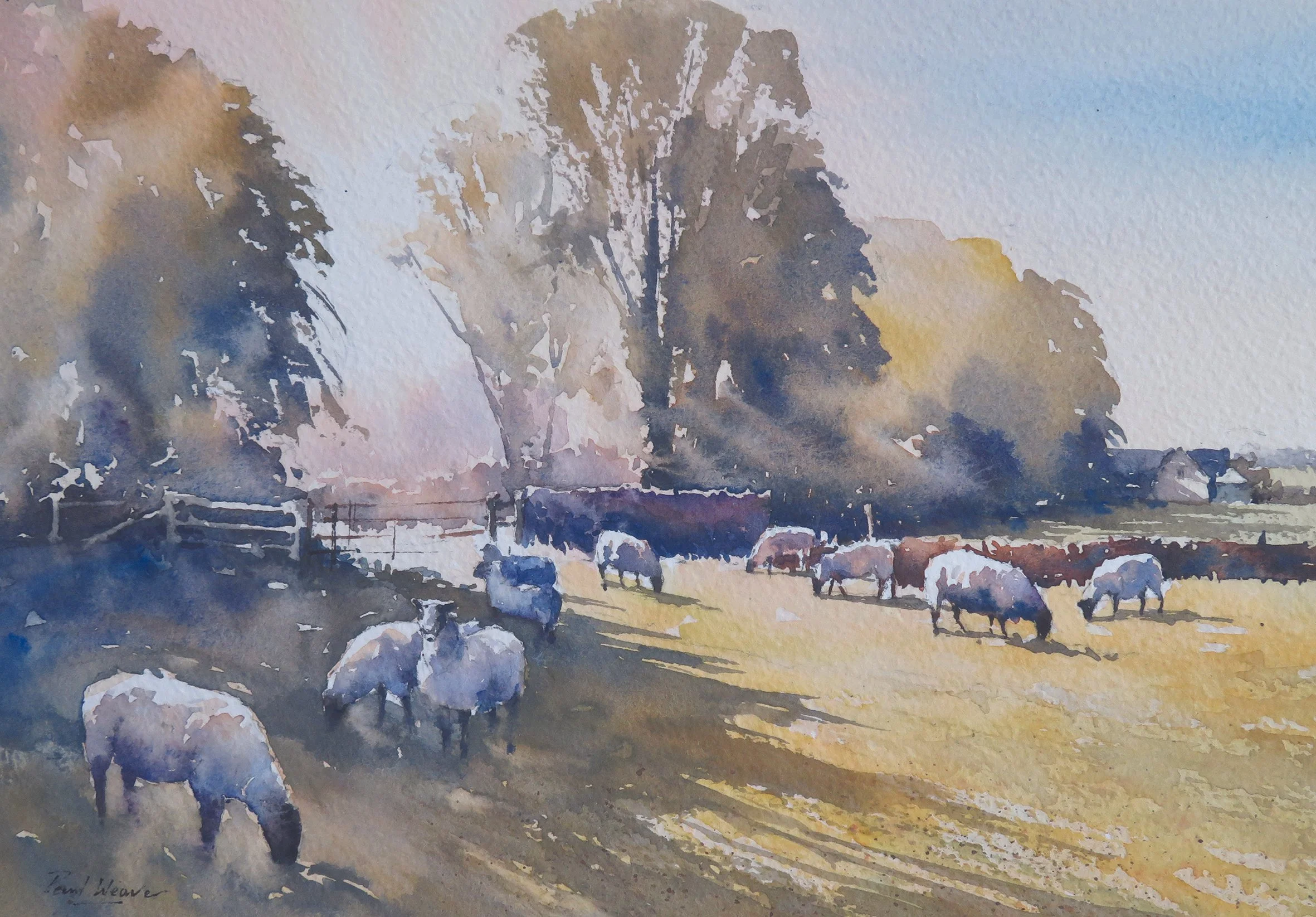 Morning Shadows, Windrush.jpg