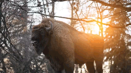 bison-entertainment-overview.gif