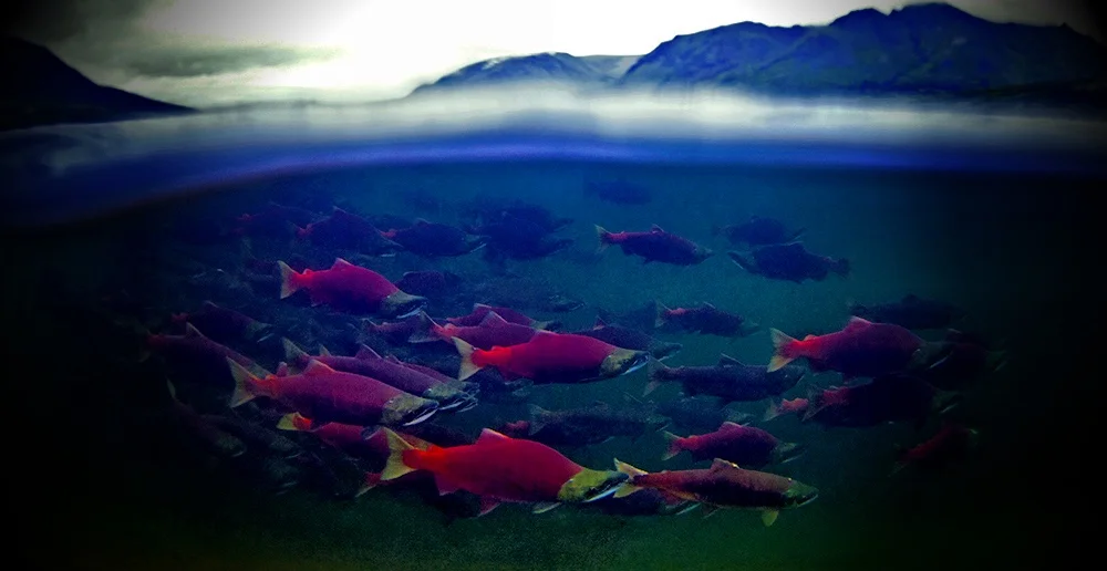  EAT WILD SAVE WILD → Eat wild salmon