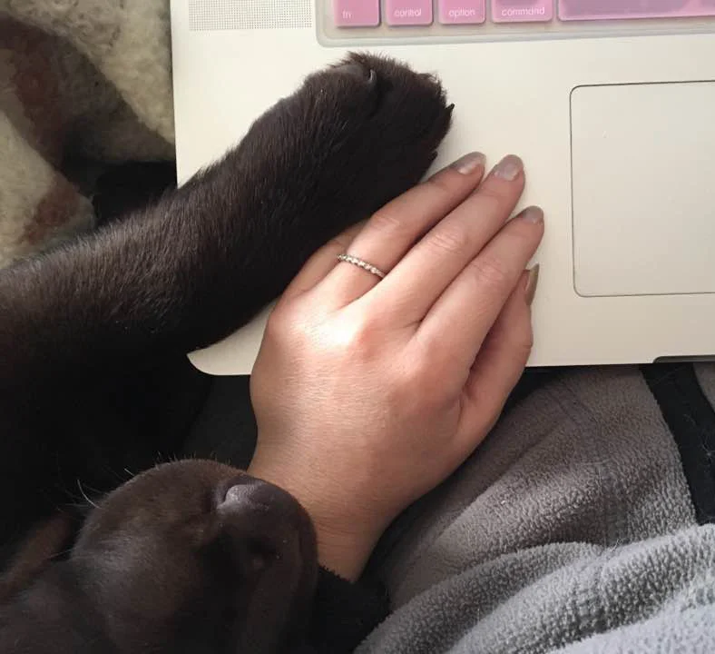 Gorilla_Computer.jpg