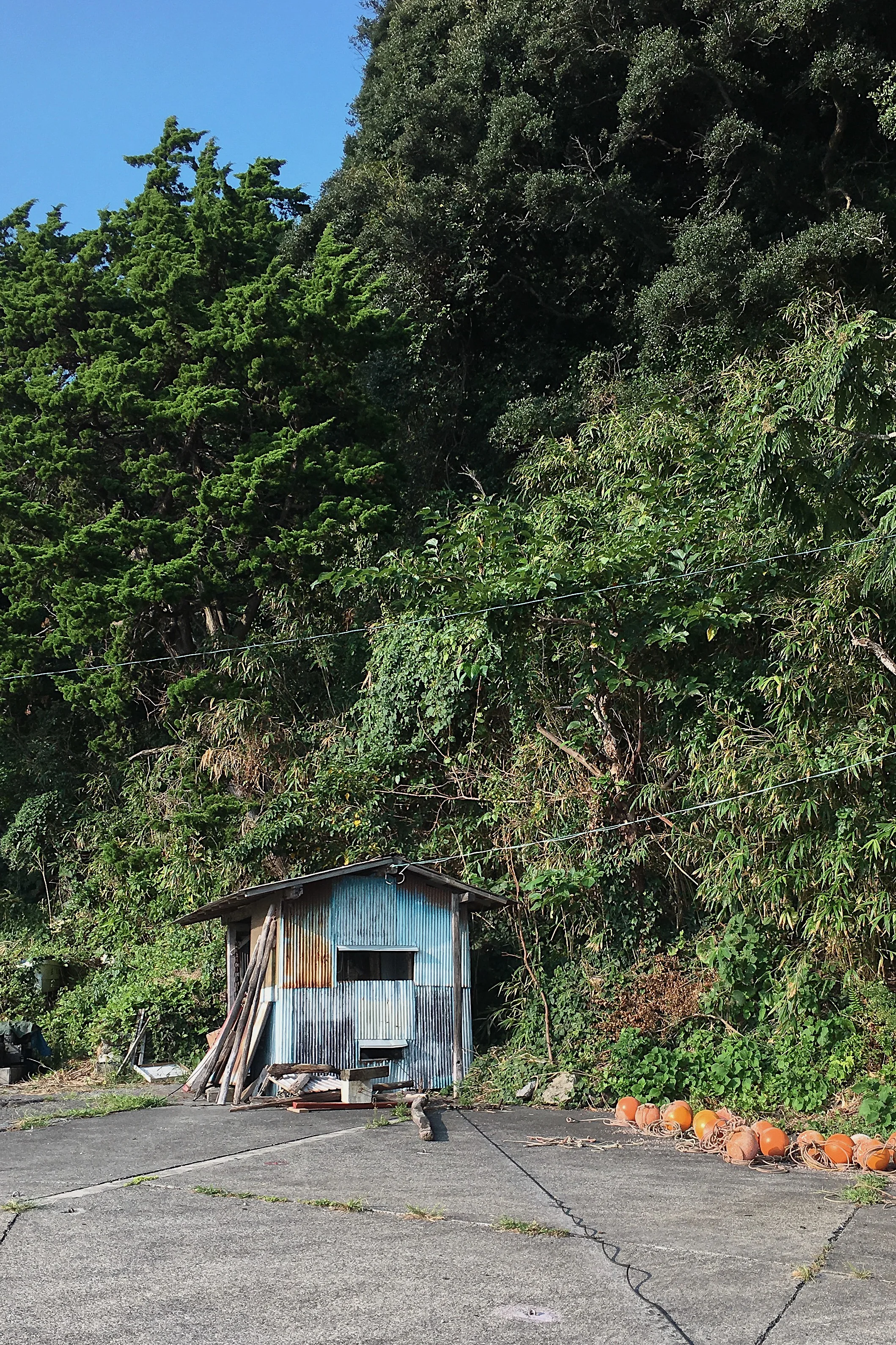 patchwork totan. Location: Shimoda, Izu