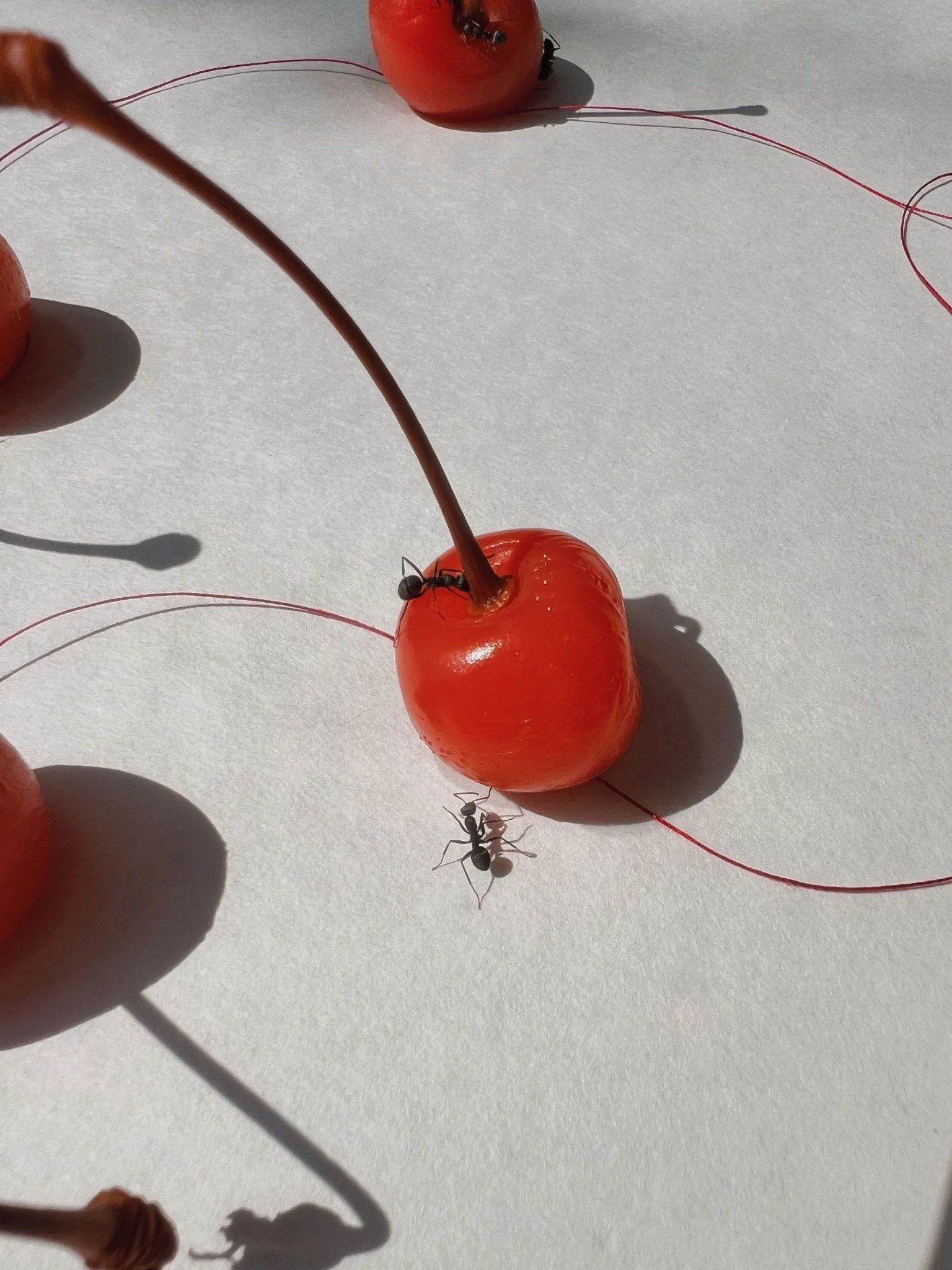 Ant and cherry photo