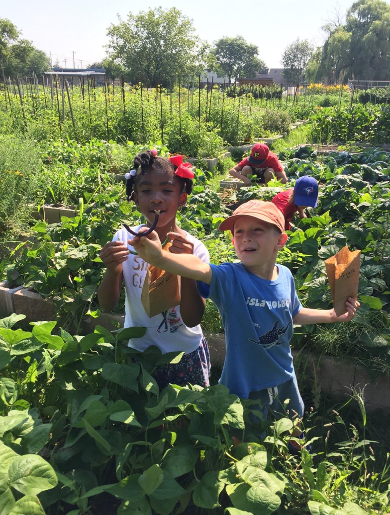 Growing Bridges: Improving Regional Food Security by Increasing Engagement with the McQuesten Urban Farm