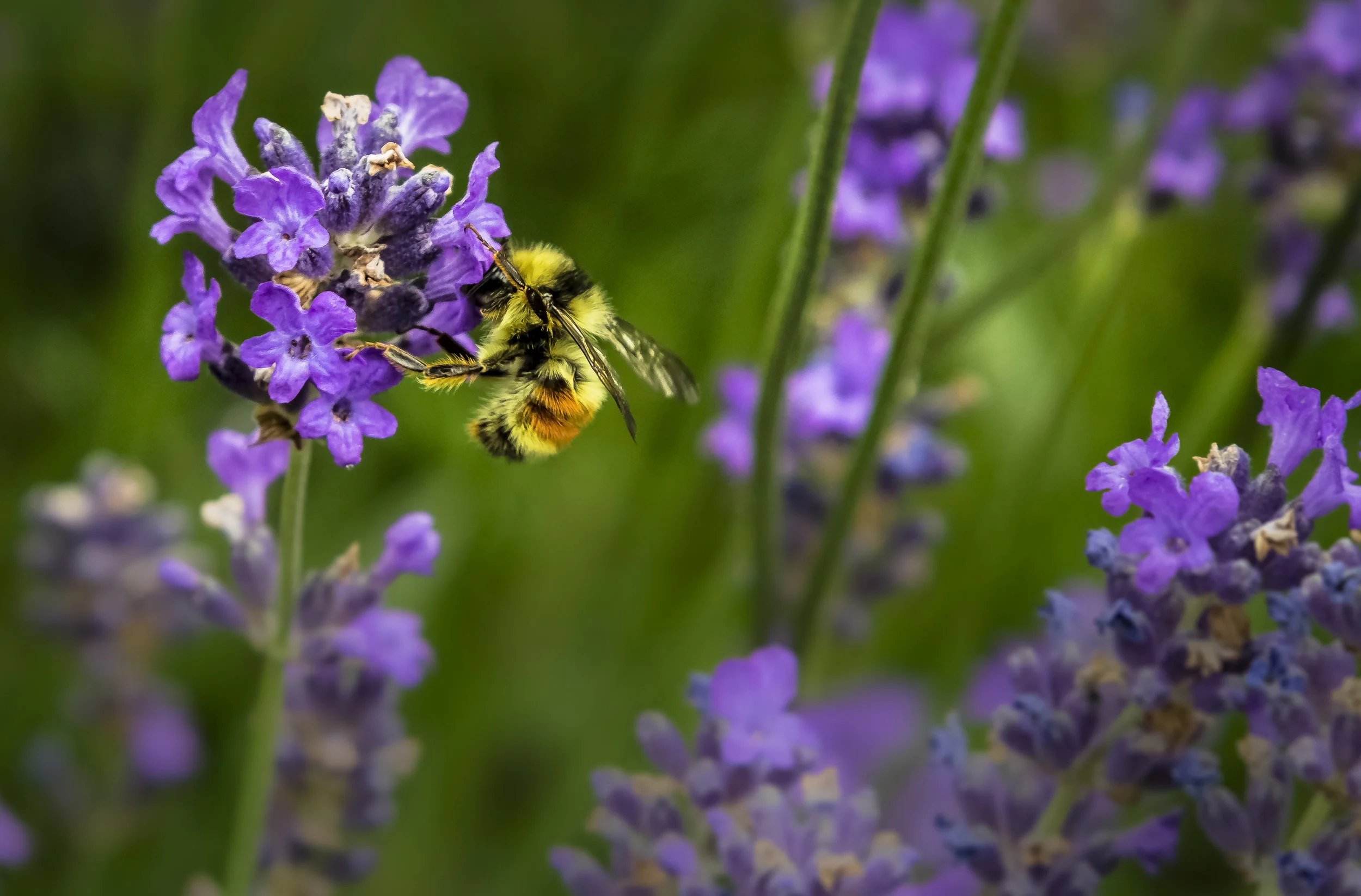 The Birds and the Bees of Pollinators