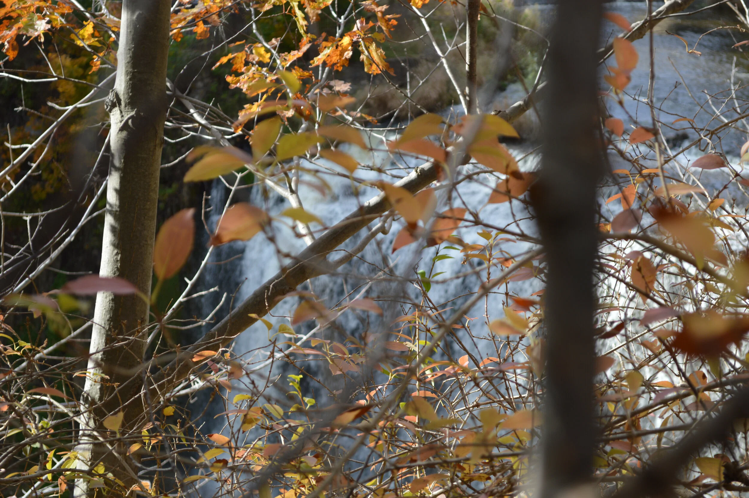 DSC_0031.JPG