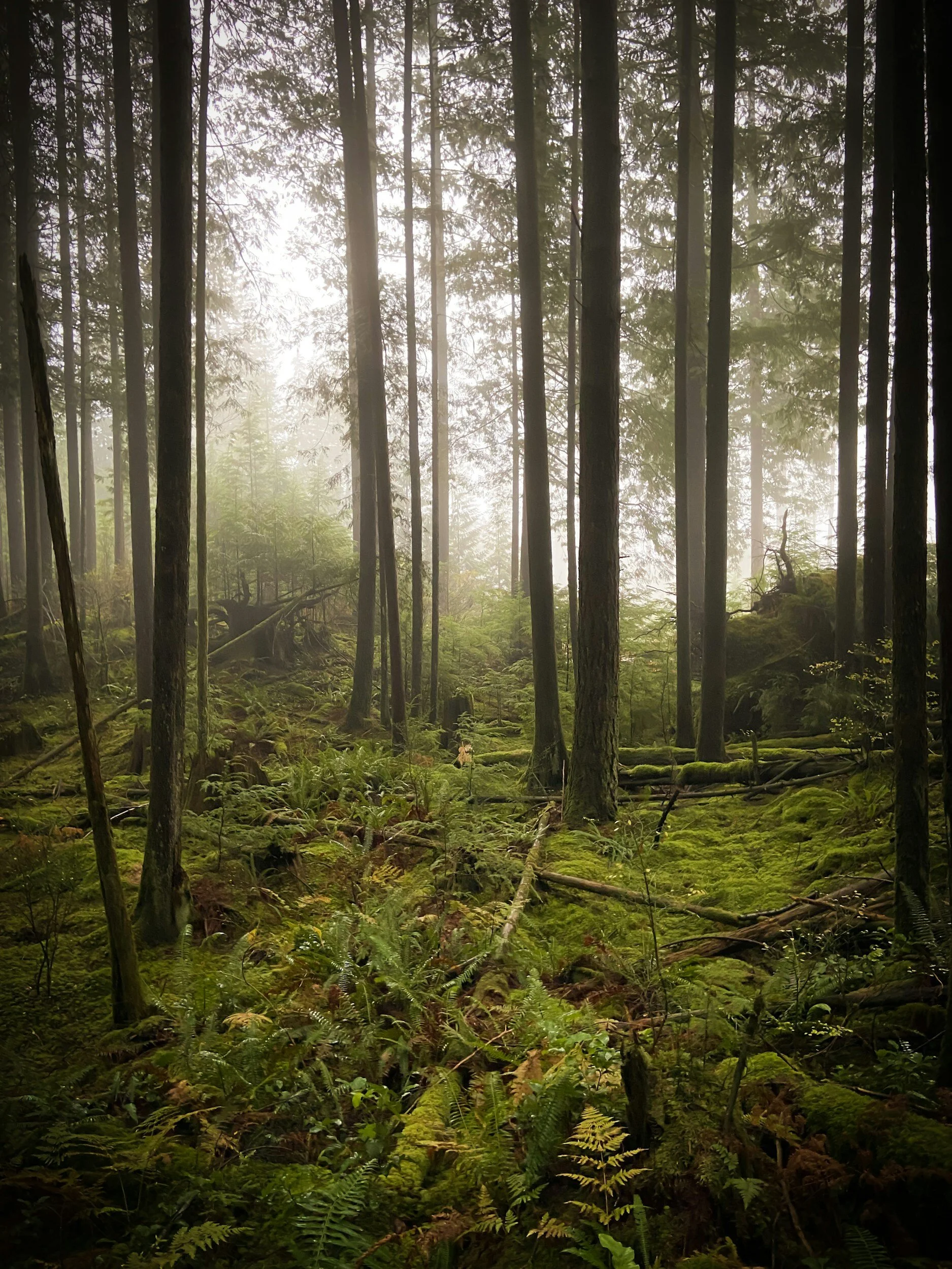 Woodlots Health Assessment Tool