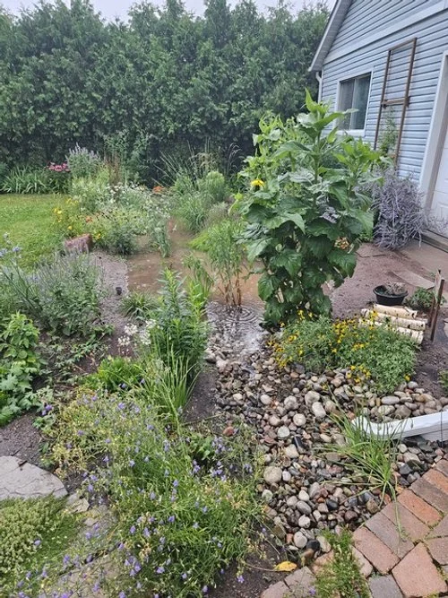 Evaluating Green Infrastructure in Hamilton: Rain Gardens