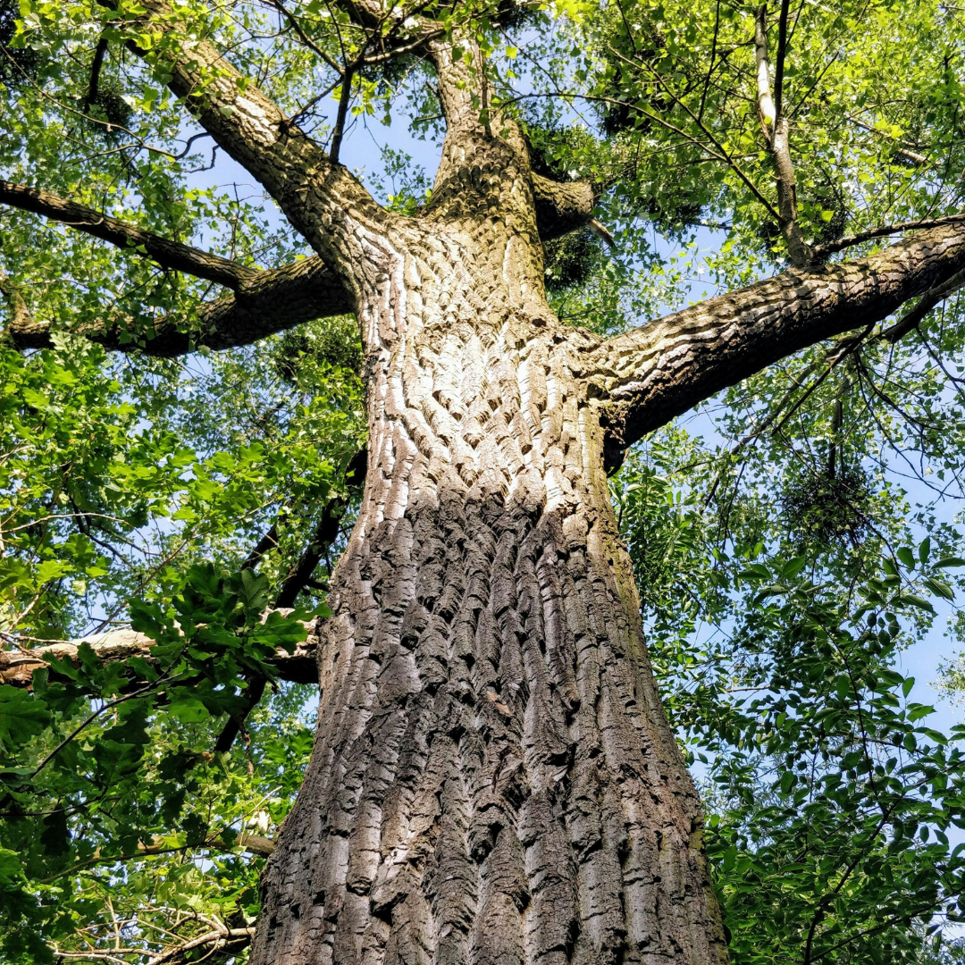Public Tree Removal Review
