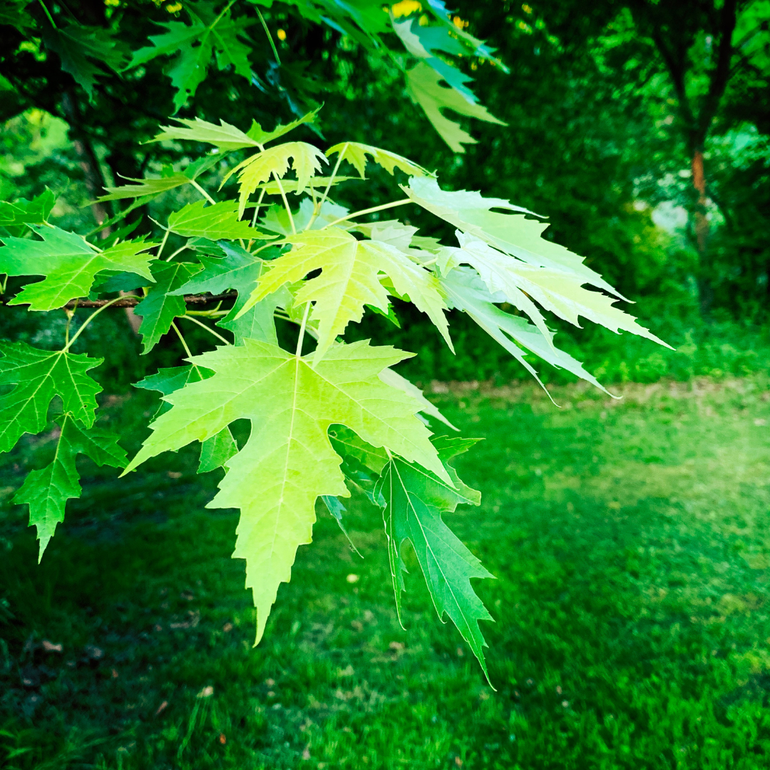 Open for Matching: "If Trees Could Talk" Educational Resource Development