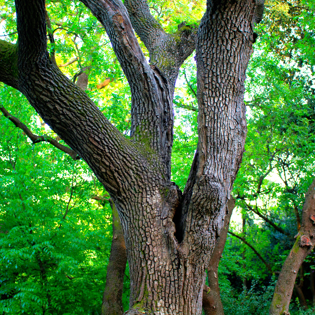 Open for Matching: "If Trees Could Talk" Data Analysis