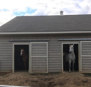 Horses in In/out stalls. Photo courtesy of Tara Martin.
