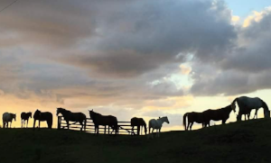 Horses in turnout. Photo courtesy of Adriahn Bain.