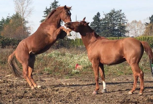 My two boys playing in their turnout.