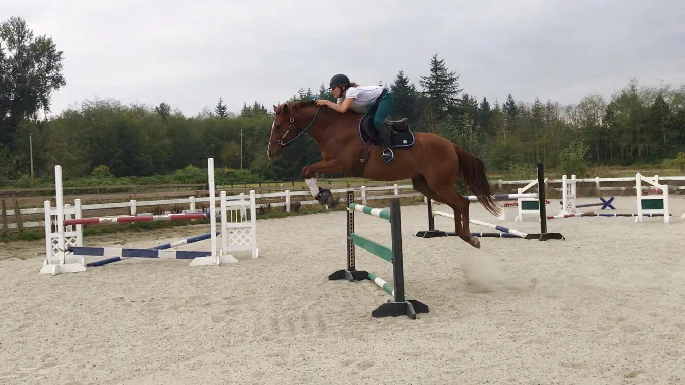 Milo schooling 3'6" for the first time ever... in a halter.