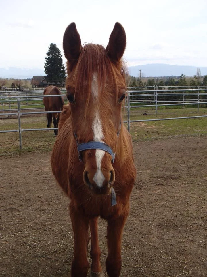 Milo when he was first seized by the BCSPCA. People even tried to defend THIS condition on some posts…
