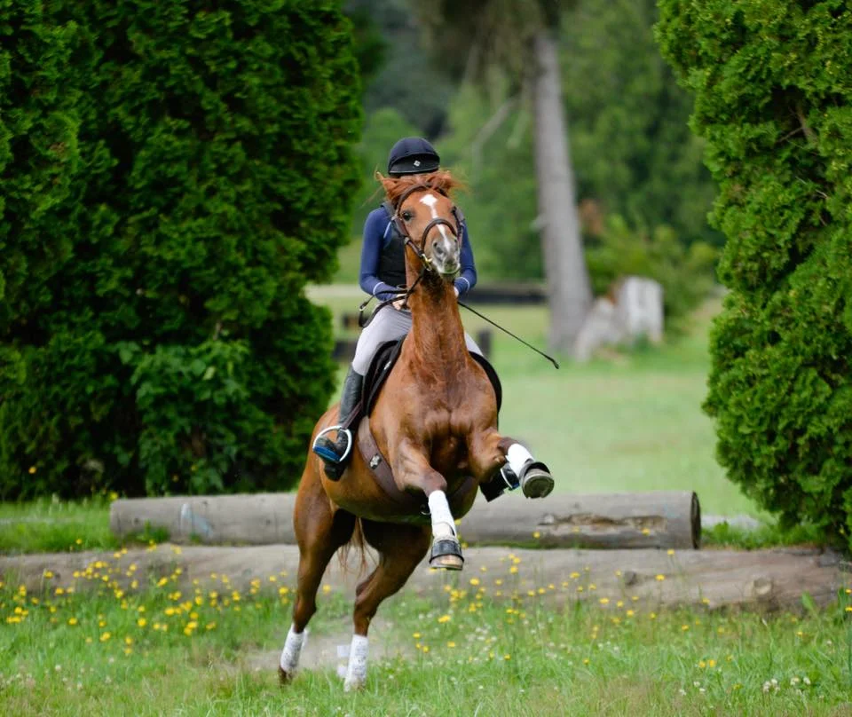 Have Healthy Competition... With Yourself — Milestone Equestrian