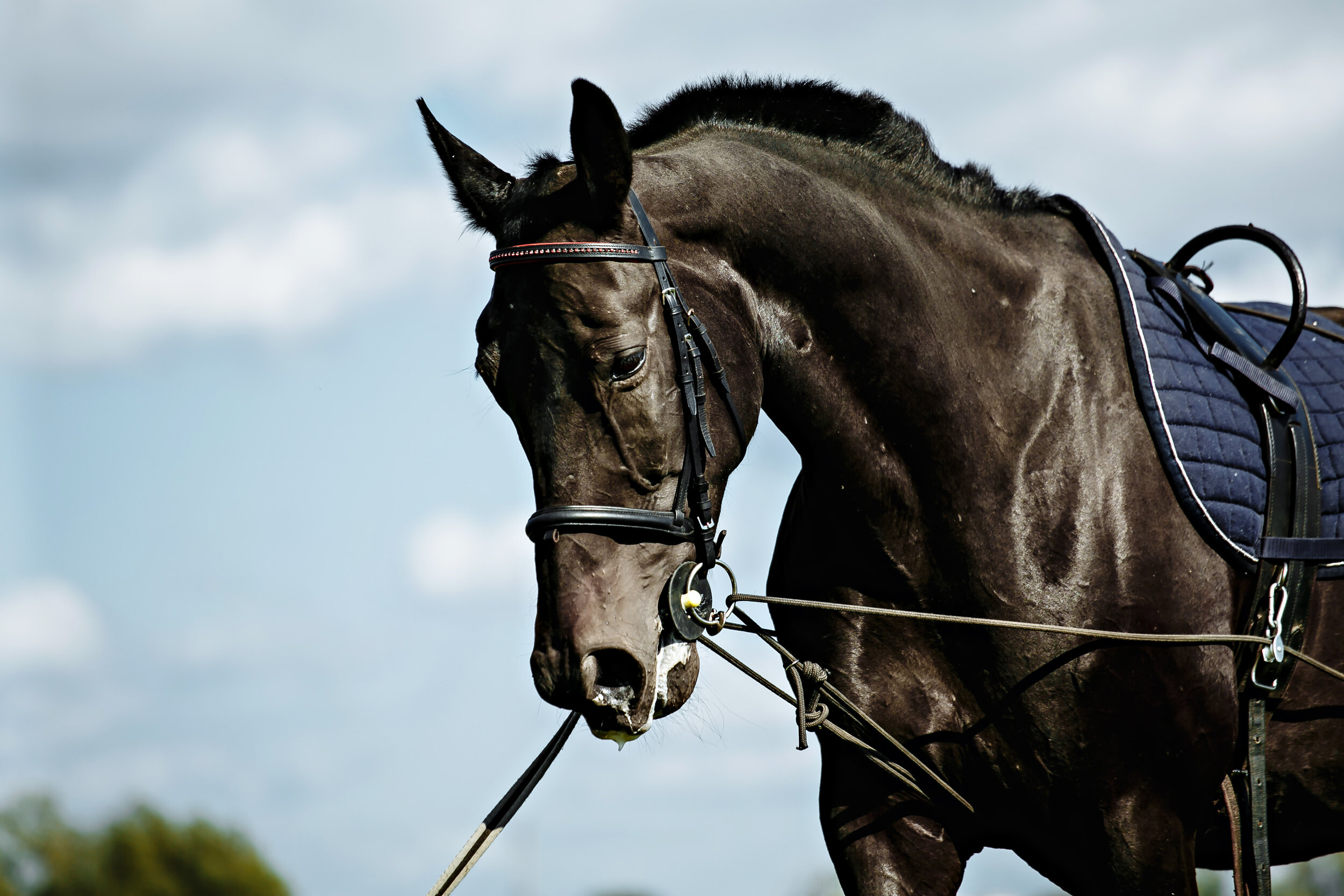 PDS Unisexs Drop Bridle with Insider Grip Reins One Size Black Gold