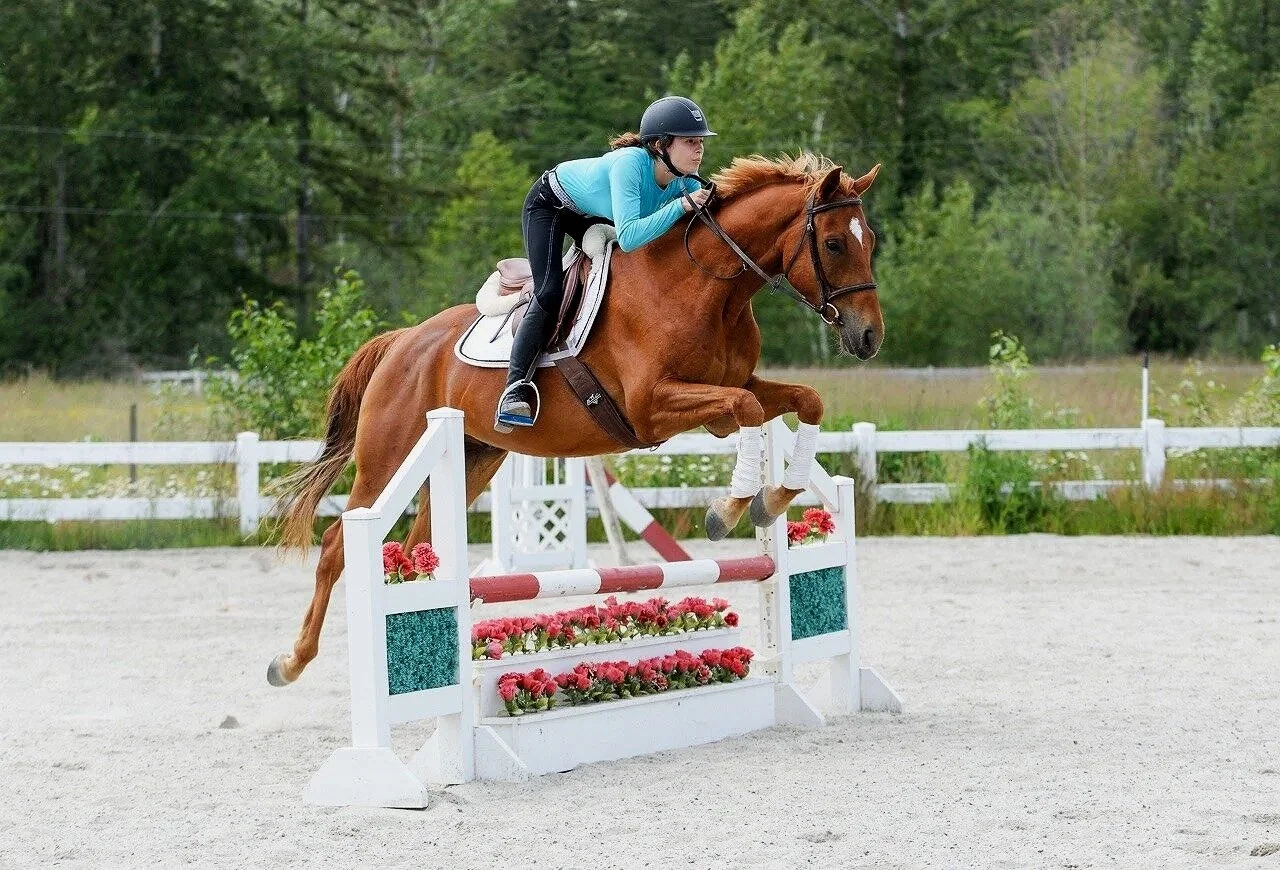 A person riding a chesnut horse over a jump in an outdoor equestrian arena with green trees in the background.