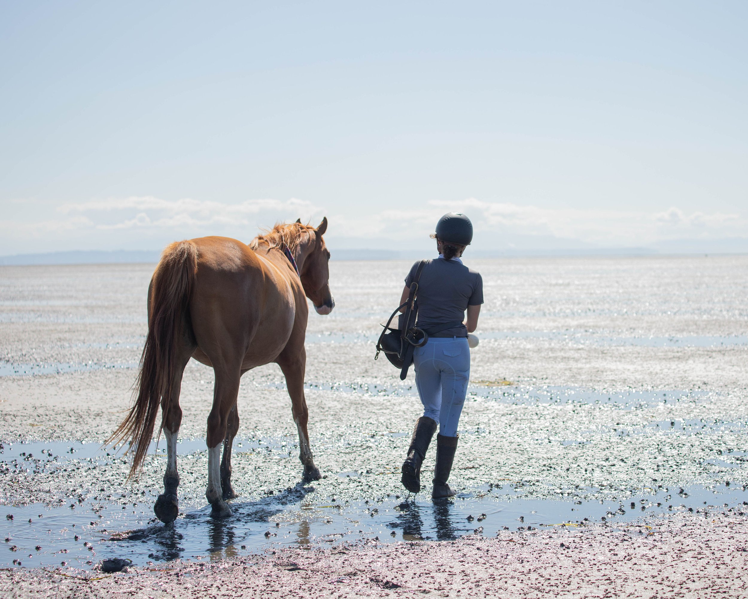 Blog — Milestone Equestrian