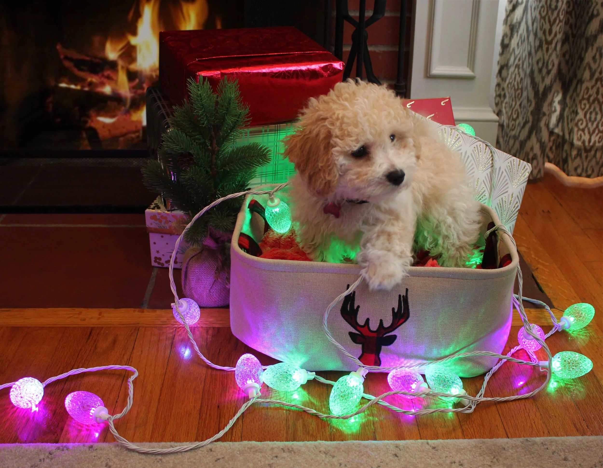 PuppyandColorBlastlights.jpg