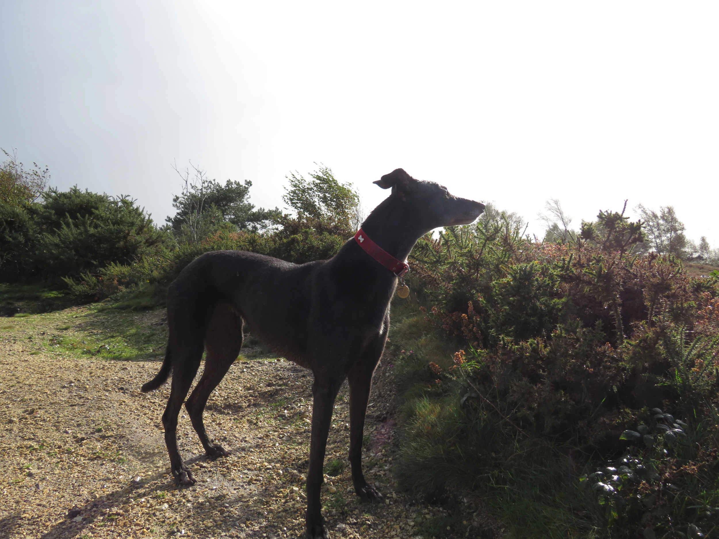 greyhound_R.jpg