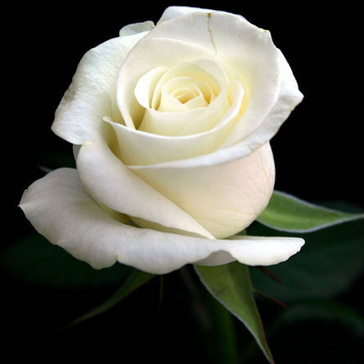 white-roses-1.jpg