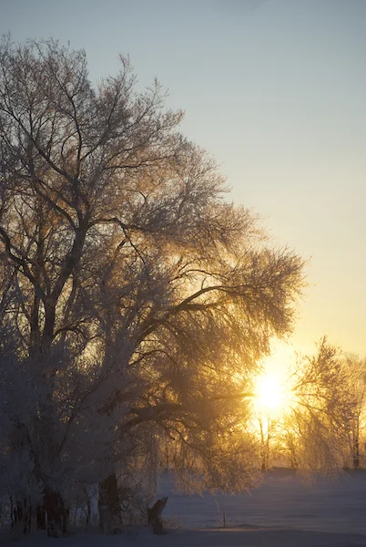 FrostMorning.jpg