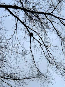 BirdNests2.jpg