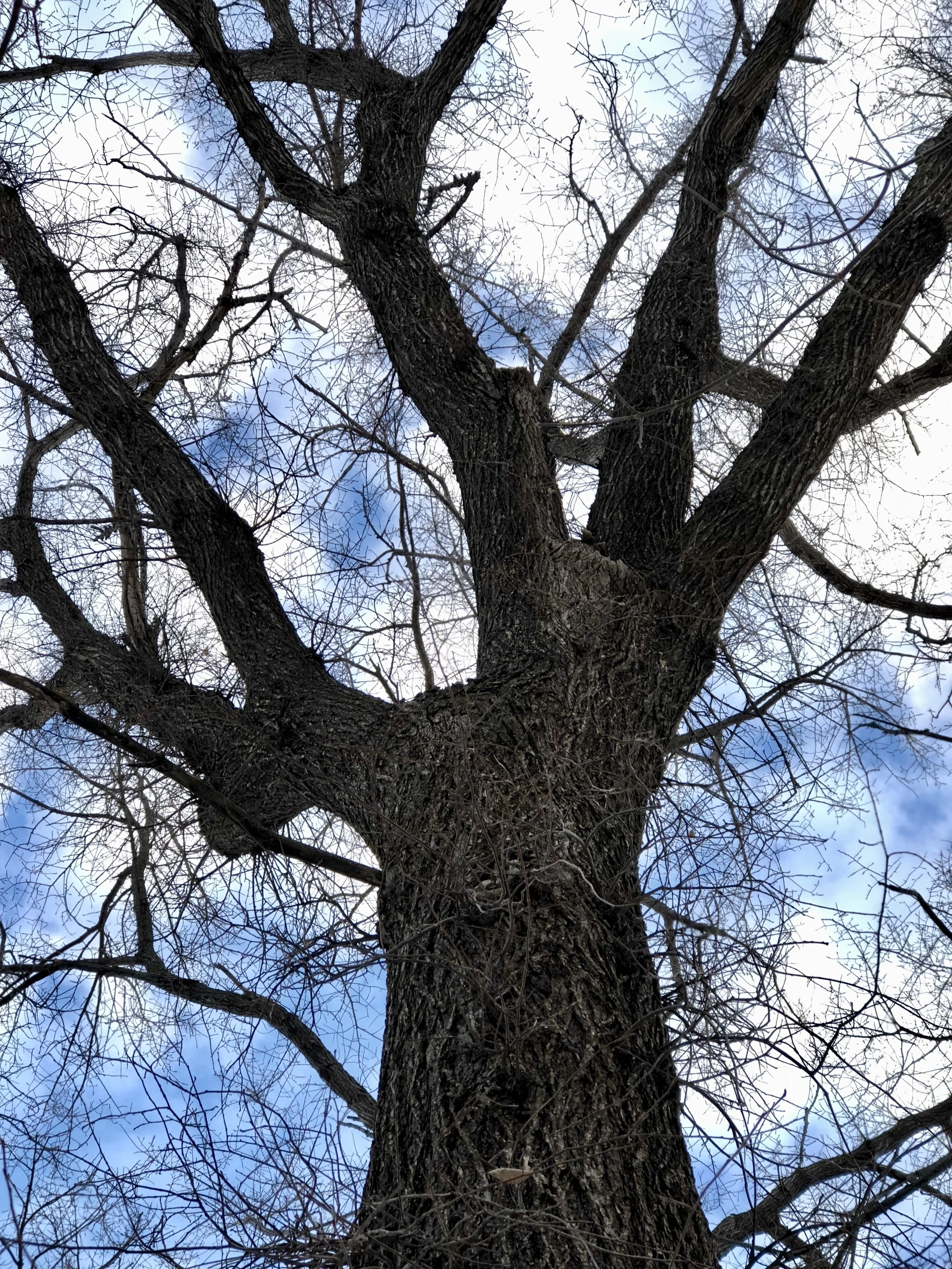 IMG_3700.jpeg