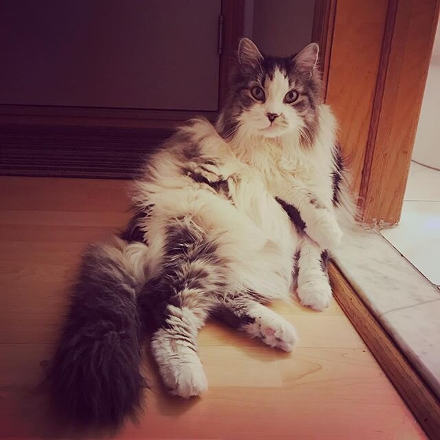 Fluffy thighs save lives! 🙌💕
.
.
.
#thiccboi #fluffycat #catsoftrinitybellwoods #catcarecollective #catsoftoronto