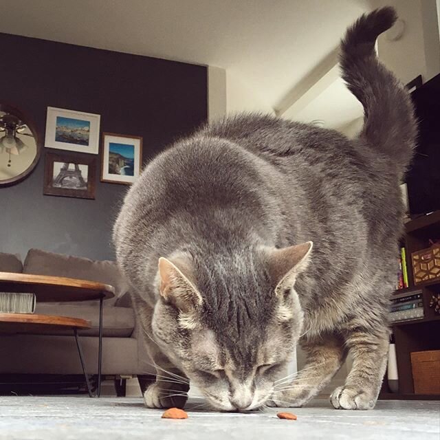 What&rsquo;s your favourite treat? 🍪
.
.
.
#yum #caturday #tabbycat #torontocat #petpro