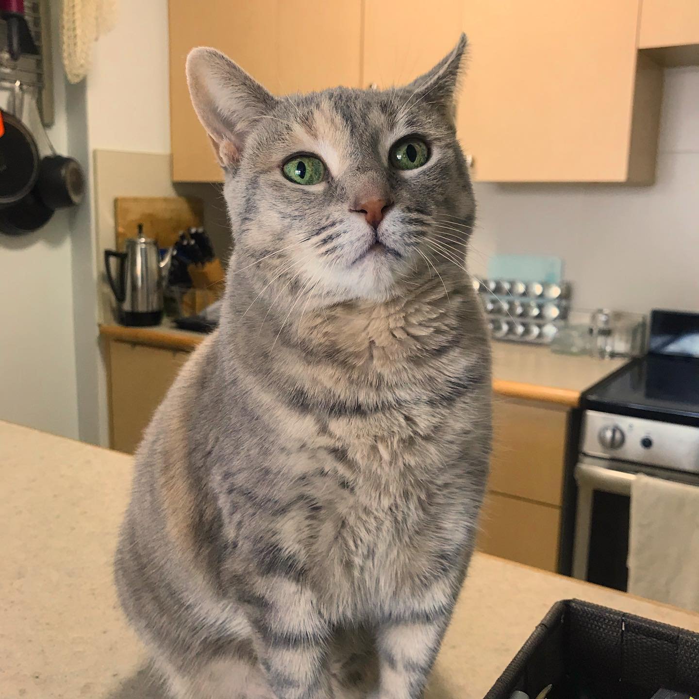 Am I melting from the heat today or is it from gazing into Penelope&rsquo;s eyes? ☺️✨
.
.
.
#feelings #dreamyeyes #catsitterlife #torontocats #catsofparkdale #catcarecollective
