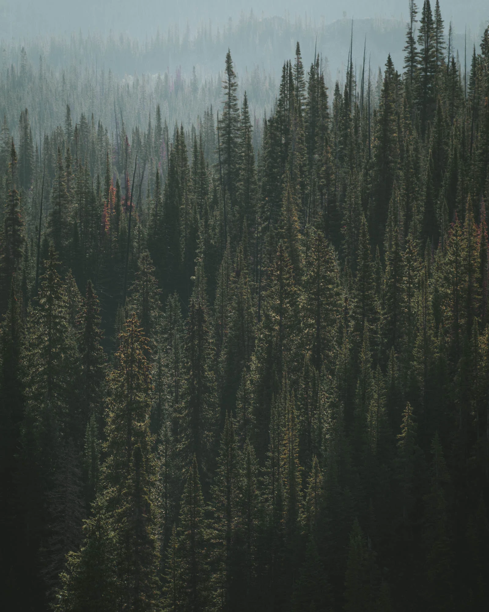 Flat Tops Wilderness