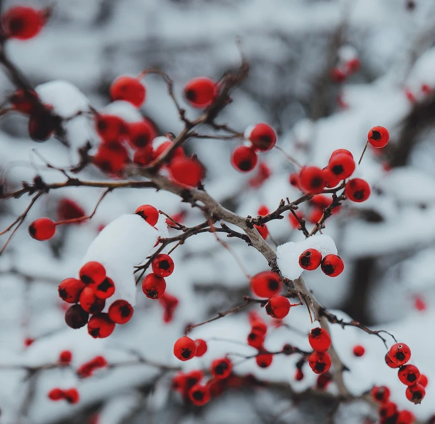 Magical Sounds of Christmas