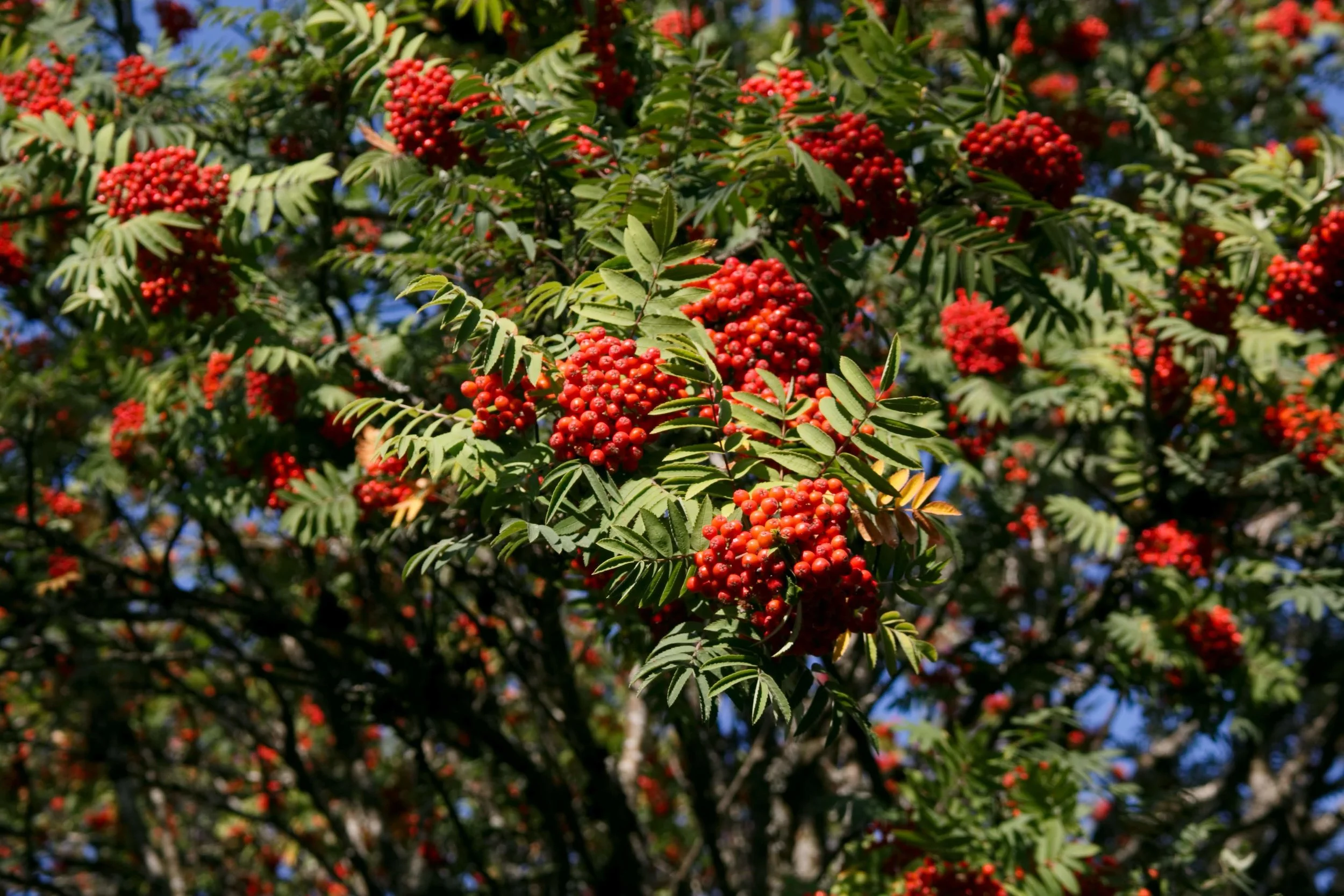 IMG_6685.CR2.jpg