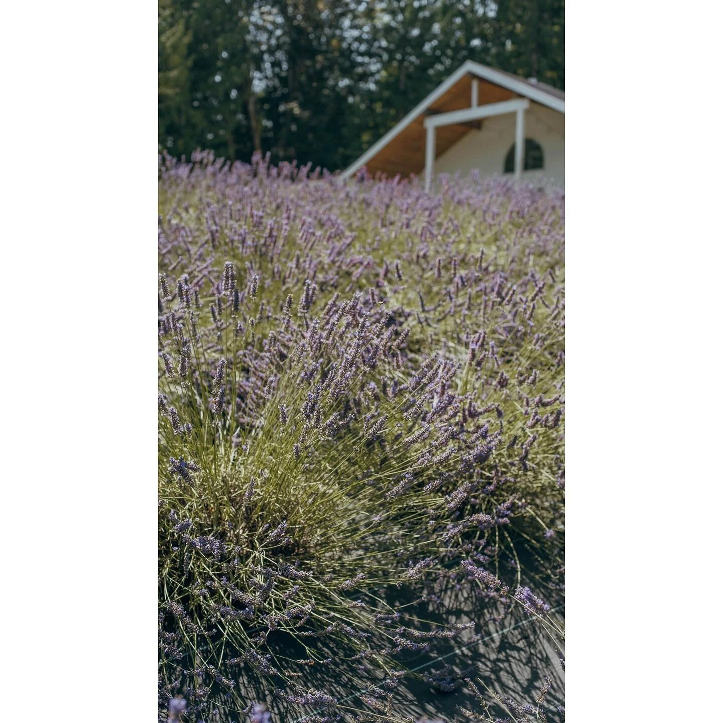 if i told you there were thousands of bees in this pic would u believe me....