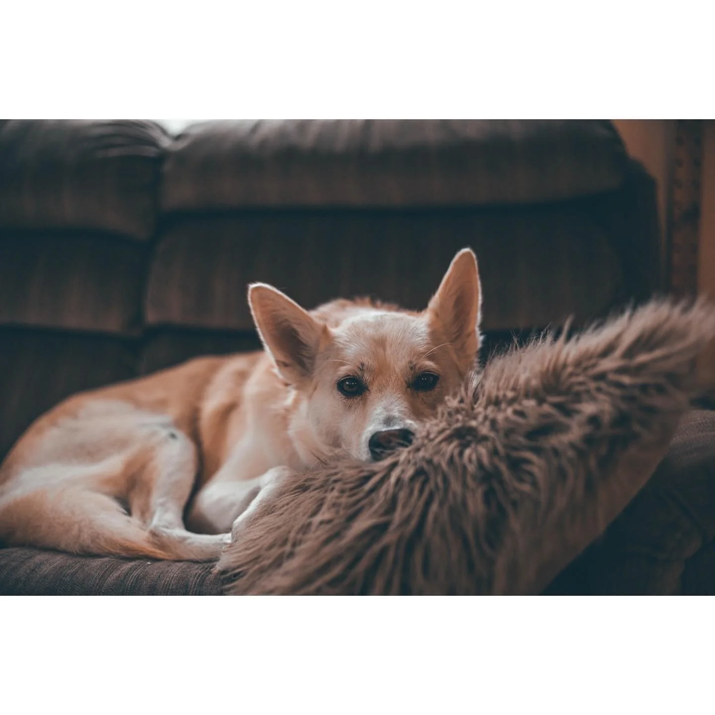 I heard it&rsquo;s national dog day... here to celebrate my girl 🐕 who looks just like the dog emoji. Here&rsquo;s to you scoob 🍻