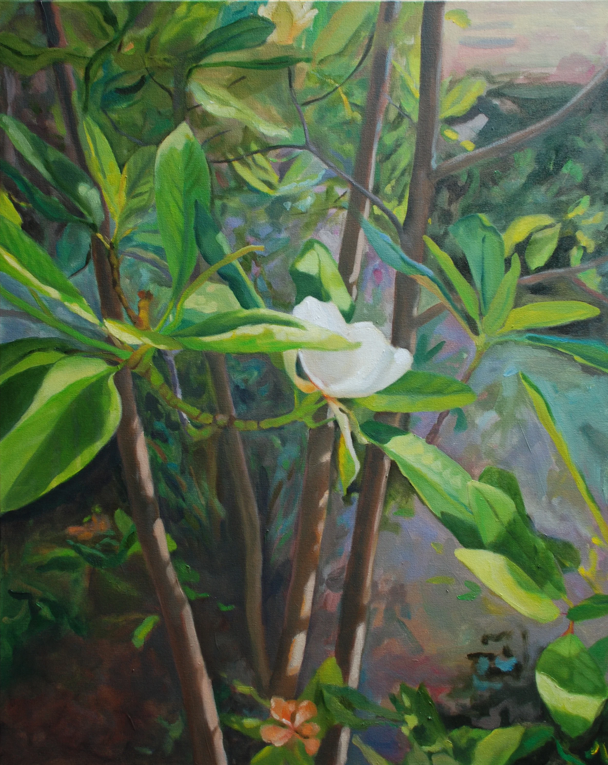 Magnolia Tree