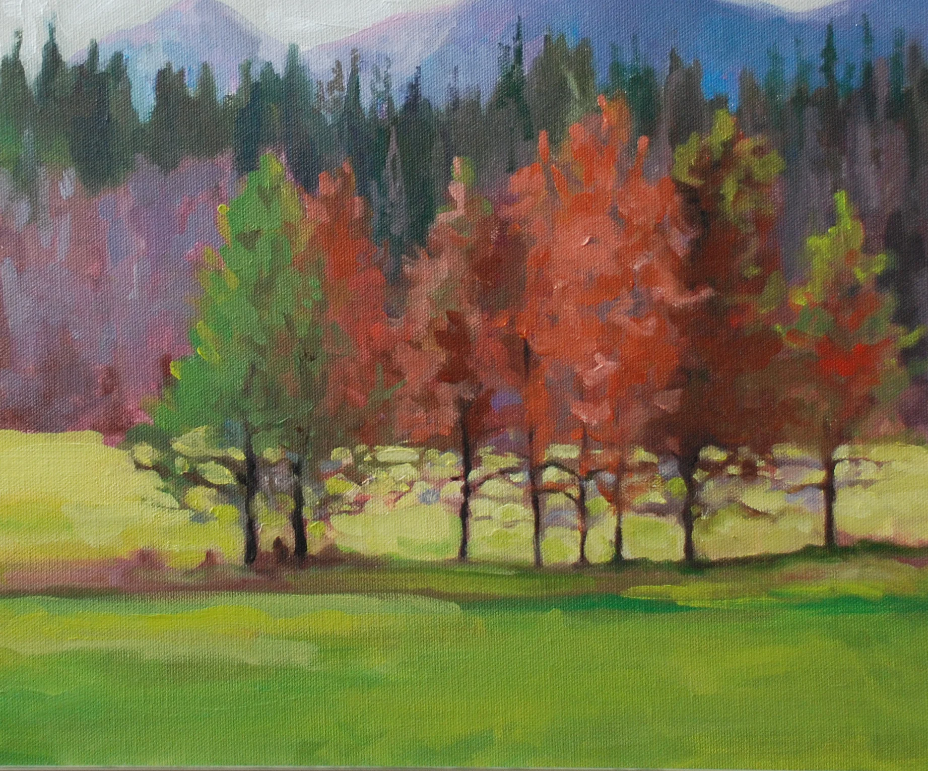 Wyoming Trees