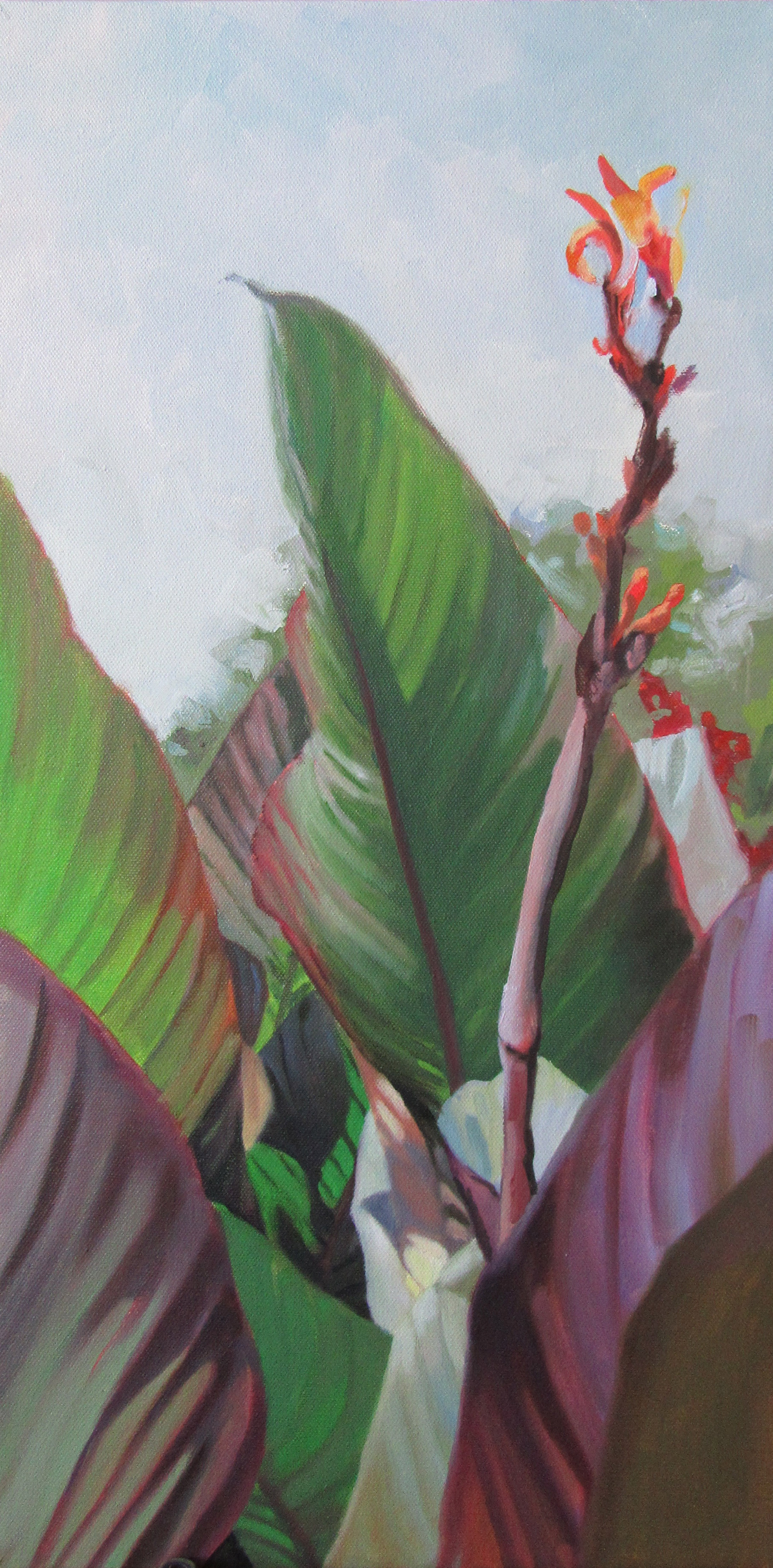 Canna Study 2