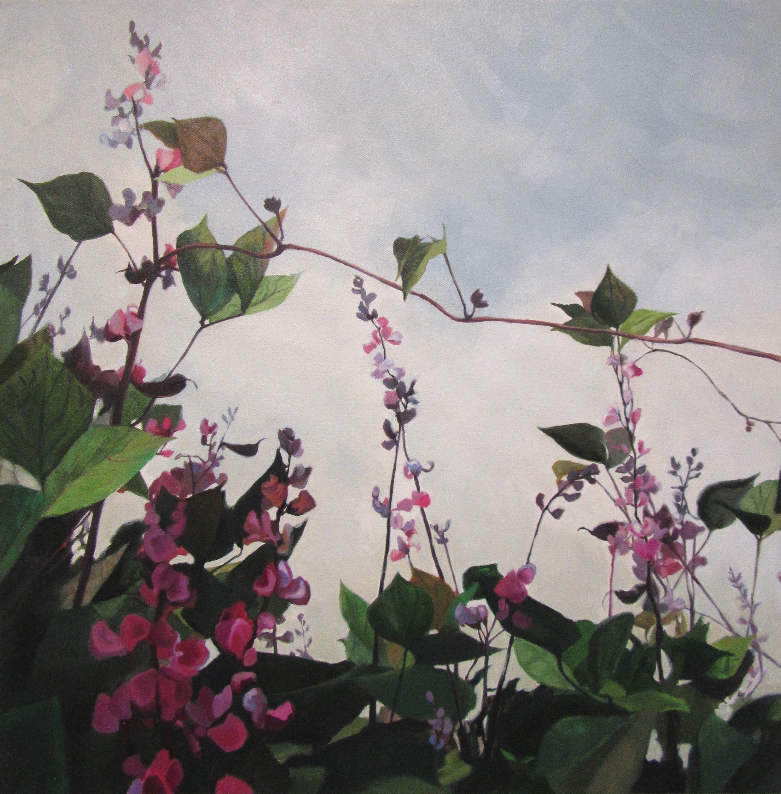 Hyacinth Bean Vine2