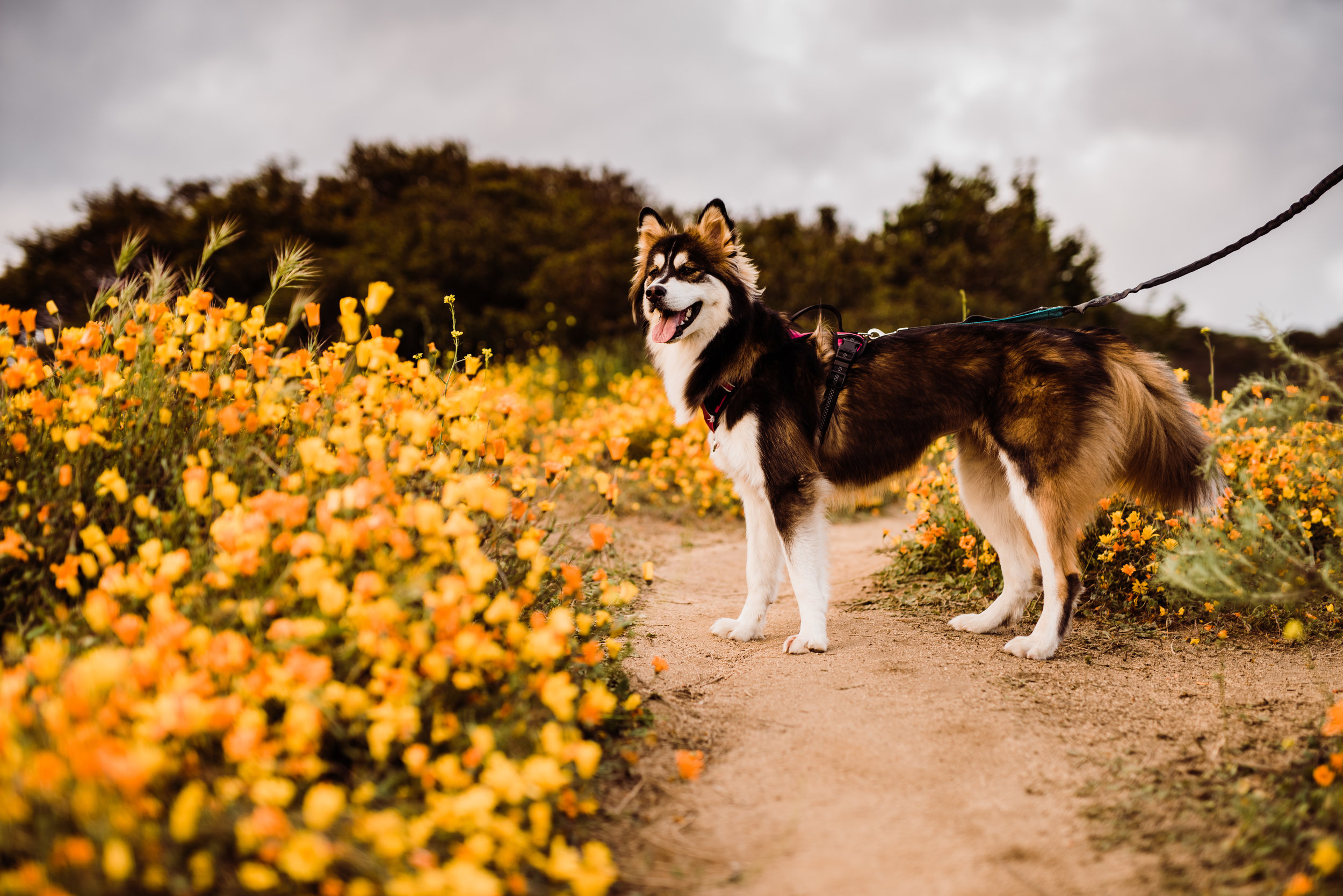 Lucy in the flower fields