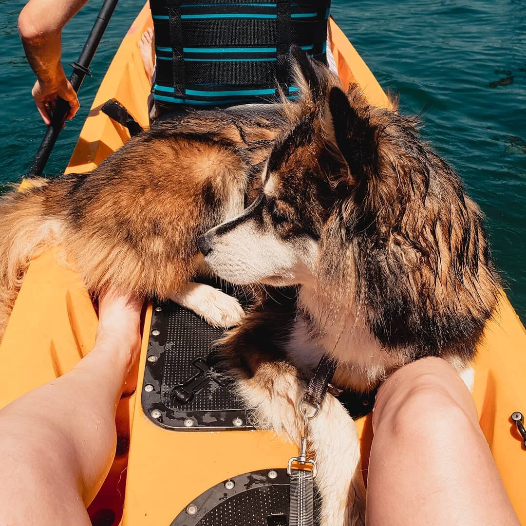 Husky on Kayak in Lake Tahoe, California 