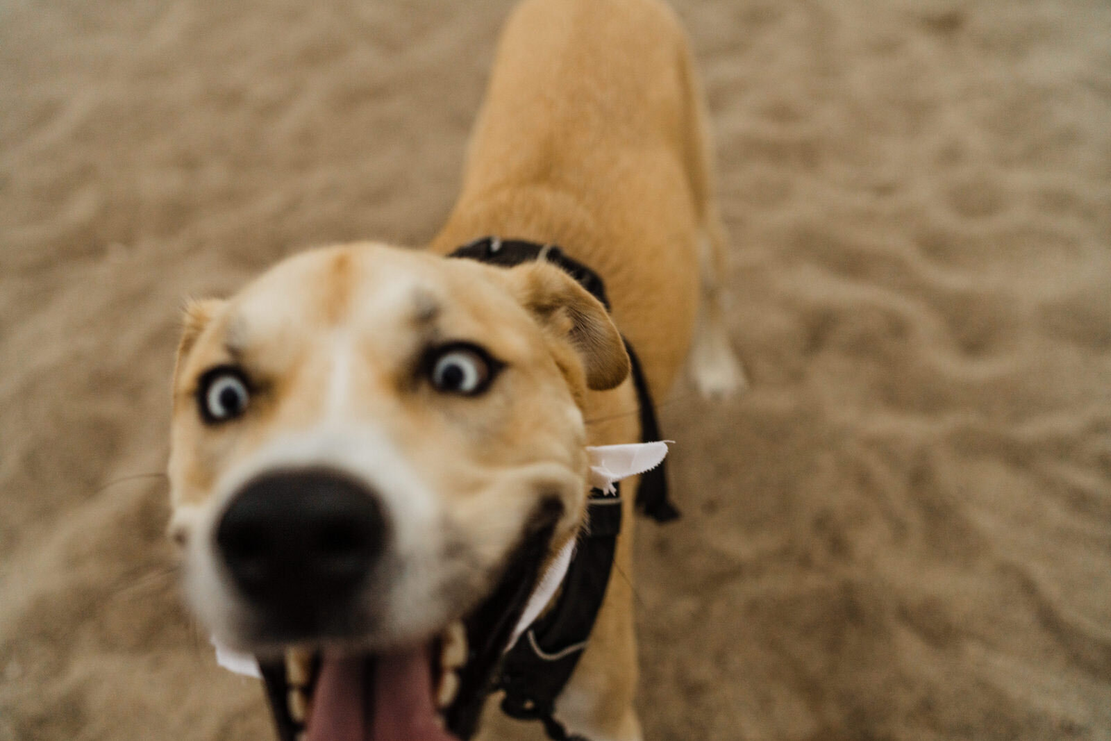 Ventura-Beach-Engagement-Shoot-Couple-Women-with-Dog-on-Hollywood-Beach (8).jpg