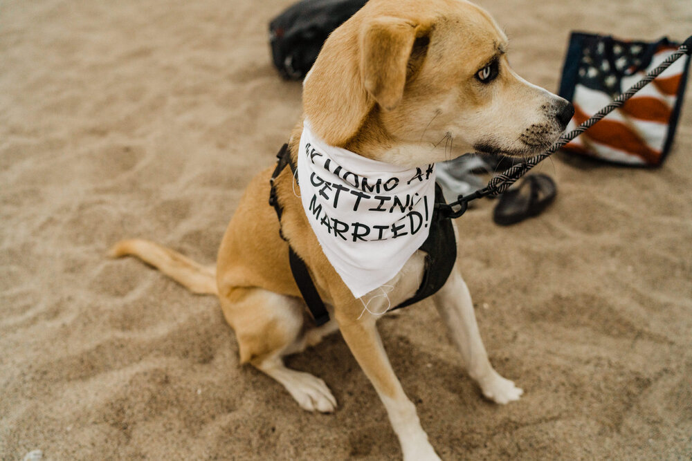 Ventura-Beach-Engagement-Shoot-Couple-Women-with-Dog-on-Hollywood-Beach (9).jpg