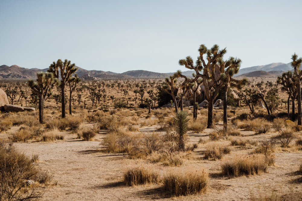 Expansive Joshua Tree National Park desert from Wedding Ceremony Spot